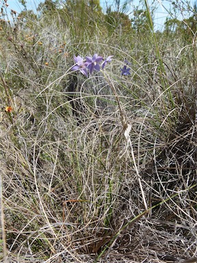 APII jpeg image of Thelymitra juncifolia  © contact APII