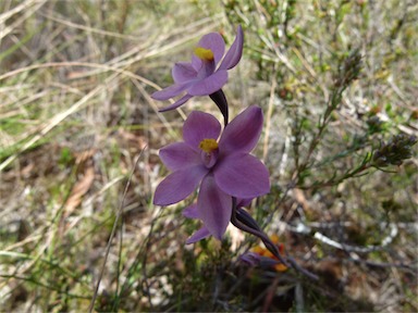 APII jpeg image of Thelymitra rubra  © contact APII