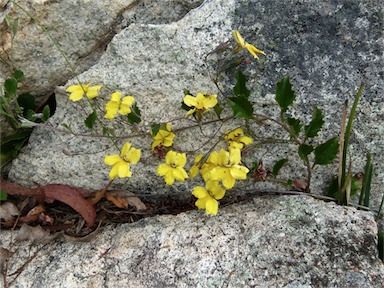 APII jpeg image of Goodenia hederacea subsp. hederacea  © contact APII