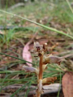 APII jpeg image of Orobanche minor  © contact APII