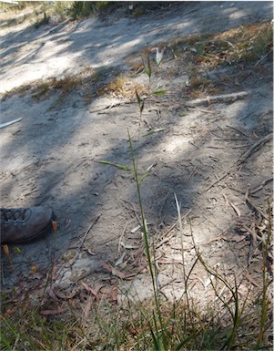 APII jpeg image of Rytidosperma fulvum  © contact APII