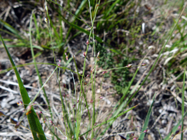 APII jpeg image of Panicum effusum  © contact APII