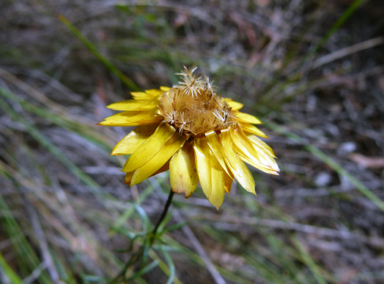 APII jpeg image of Xerochrysum viscosum  © contact APII