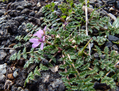 APII jpeg image of Erodium cicutarium  © contact APII