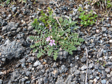 APII jpeg image of Erodium cicutarium  © contact APII