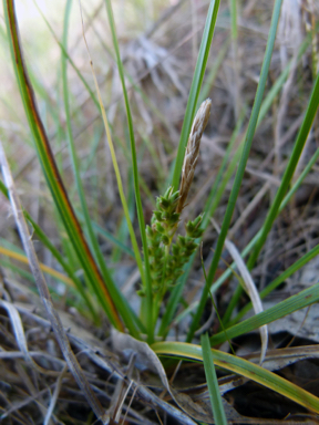 APII jpeg image of Carex breviculmis  © contact APII