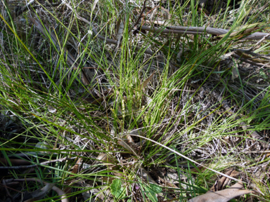 APII jpeg image of Lomandra filiformis subsp. filiformis  © contact APII