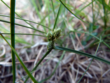 APII jpeg image of Carex inversa  © contact APII