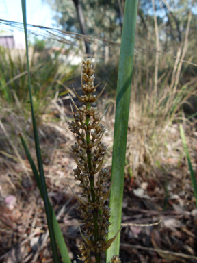 APII jpeg image of Lomandra longifolia  © contact APII