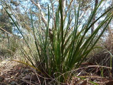 APII jpeg image of Lomandra longifolia  © contact APII