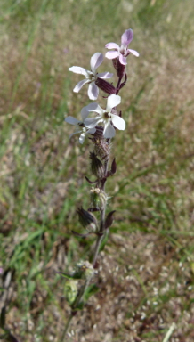 APII jpeg image of Silene gallica var. gallica  © contact APII