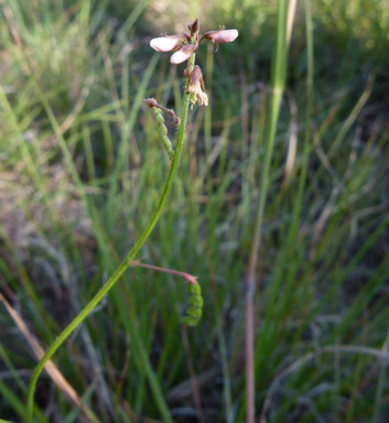 APII jpeg image of Desmodium varians  © contact APII