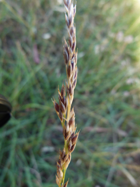 APII jpeg image of Festuca arundinacea  © contact APII