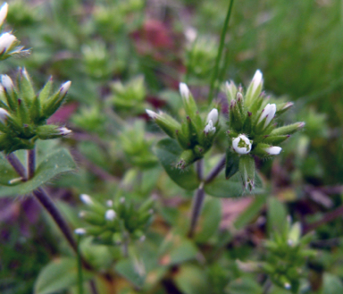 APII jpeg image of Cerastium glomeratum  © contact APII