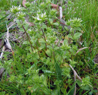 APII jpeg image of Cerastium glomeratum  © contact APII