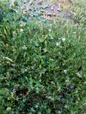 APII jpeg image of Spergularia rubra  © contact APII