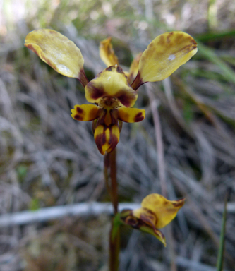 APII jpeg image of Diuris pardina  © contact APII