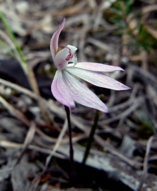 APII jpeg image of Caladenia fuscata  © contact APII