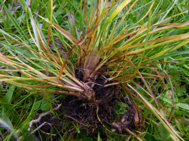 APII jpeg image of Poa bulbosa  © contact APII