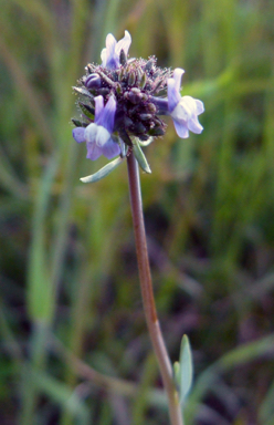 APII jpeg image of Linaria arvensis  © contact APII