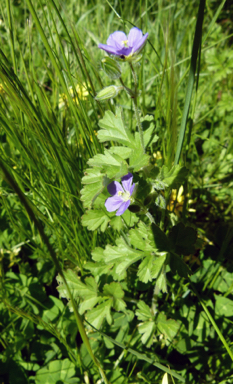 APII jpeg image of Erodium crinitum  © contact APII