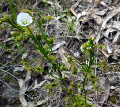 APII jpeg image of Drosera hookeri  © contact APII