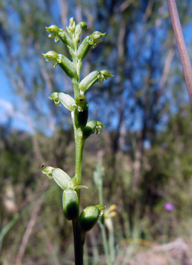 APII jpeg image of Microtis unifolia  © contact APII