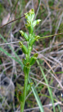 APII jpeg image of Microtis parviflora  © contact APII