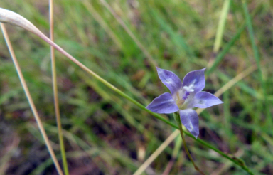 APII jpeg image of Wahlenbergia luteola  © contact APII