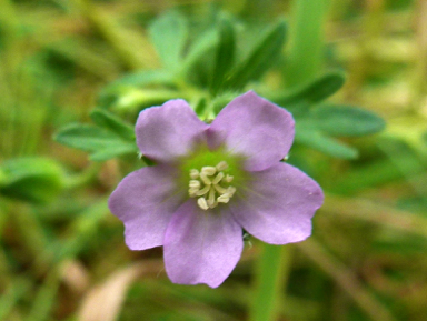 APII jpeg image of Geranium solanderi var. solanderi  © contact APII