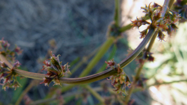 APII jpeg image of Rumex tenax  © contact APII