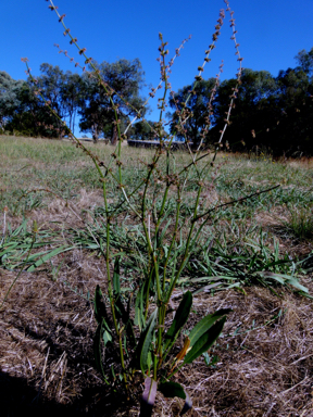 APII jpeg image of Rumex tenax  © contact APII