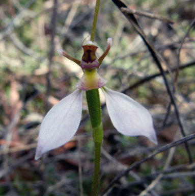 APII jpeg image of Eriochilus cucullatus  © contact APII