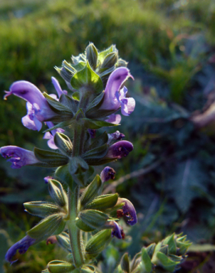 APII jpeg image of Salvia verbenaca  © contact APII