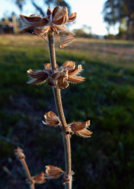 APII jpeg image of Salvia verbenaca  © contact APII