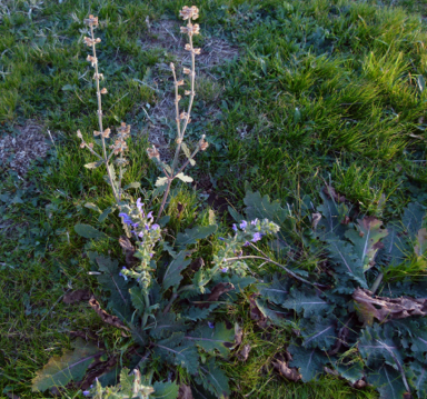 APII jpeg image of Salvia verbenaca  © contact APII