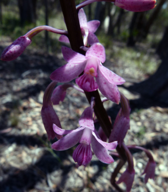 APII jpeg image of Dipodium roseum  © contact APII