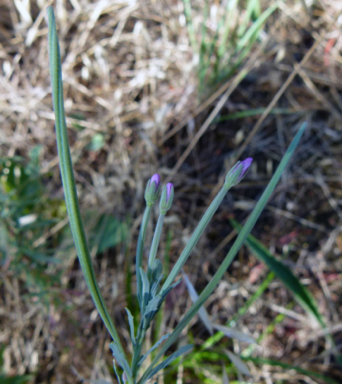 APII jpeg image of Epilobium billardiereanum subsp. cinereum  © contact APII