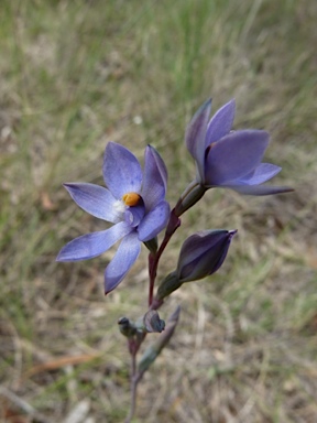 APII jpeg image of Thelymitra simulata  © contact APII