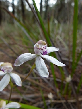 APII jpeg image of Caladenia moschata  © contact APII