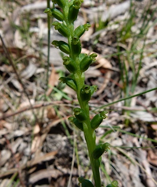 APII jpeg image of Microtis parviflora  © contact APII