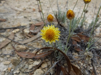 APII jpeg image of Leucochrysum albicans var. albicans  © contact APII