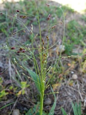 APII jpeg image of Panicum effusum  © contact APII