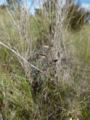 APII jpeg image of Eragrostis brownii  © contact APII