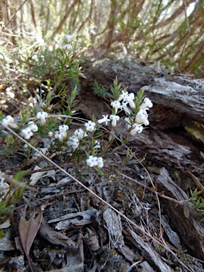 APII jpeg image of Leucopogon fraseri  © contact APII