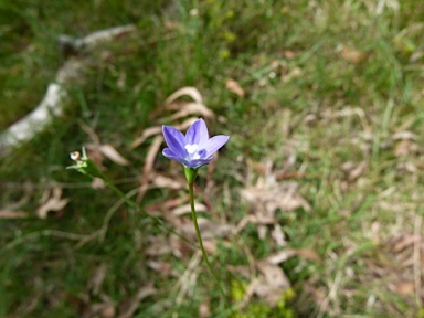 APII jpeg image of Wahlenbergia multicaulis  © contact APII