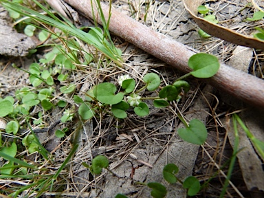 APII jpeg image of Dichondra repens  © contact APII