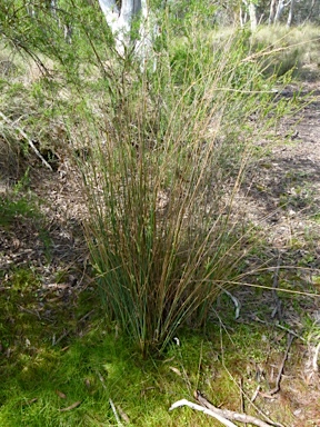 APII jpeg image of Juncus sarophorus  © contact APII