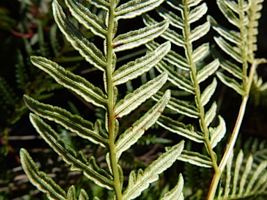 APII jpeg image of Pteridium esculentum  © contact APII