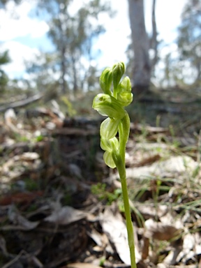 APII jpeg image of Pterostylis mutica  © contact APII